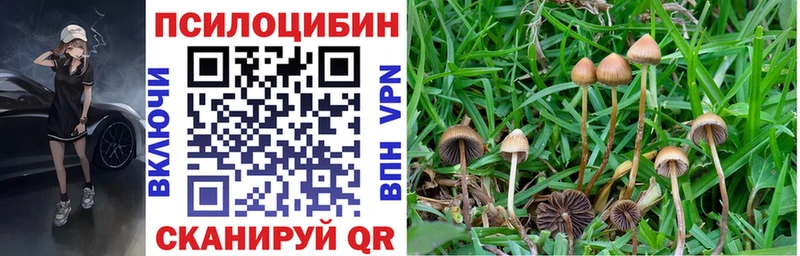 наркошоп  Сенгилей  Галлюциногенные грибы Psilocybe 